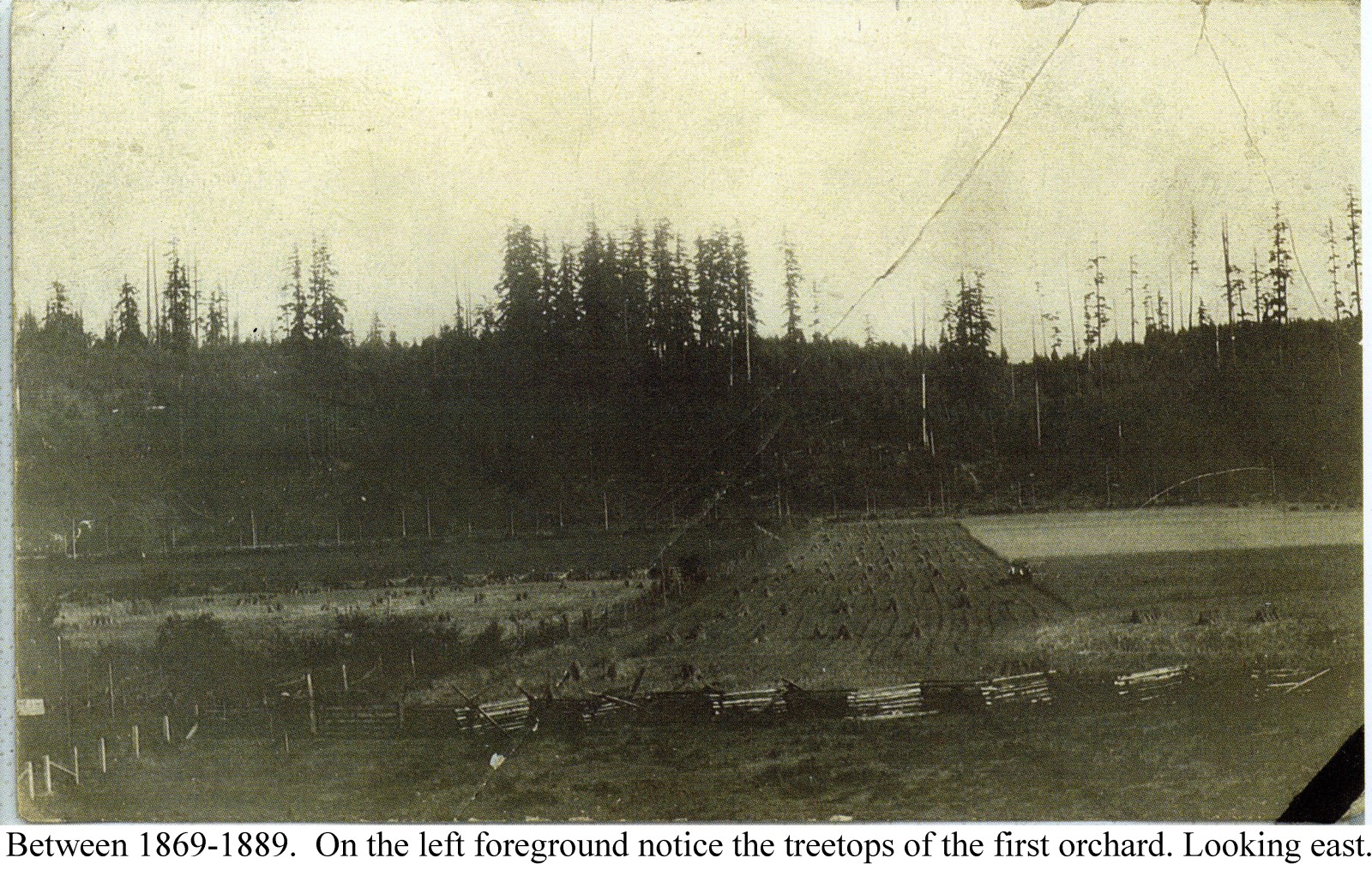Hilpert farm between 1869 and 1889. The stumps in the distance are those of the original orchard before it was moved to the river site. Grandpa Hilpert (David August Hilpert) walked to Portland to get seedling trees, and then walked back to farm an orchard.